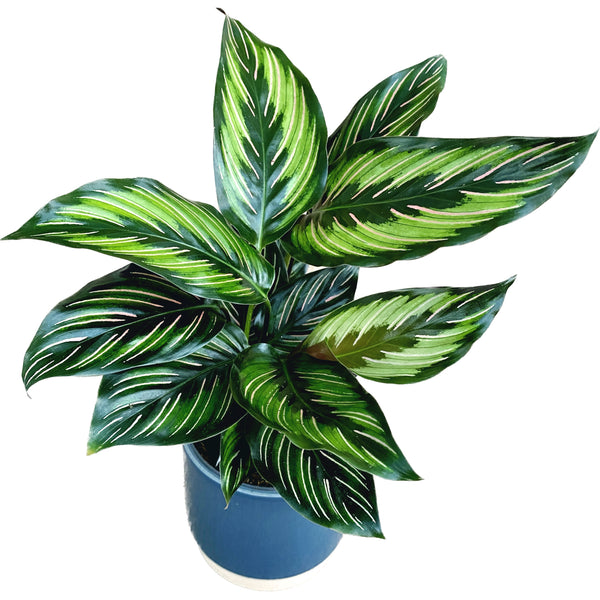 Calathea Beauty Star (Pinstripe) - leaves with defects
