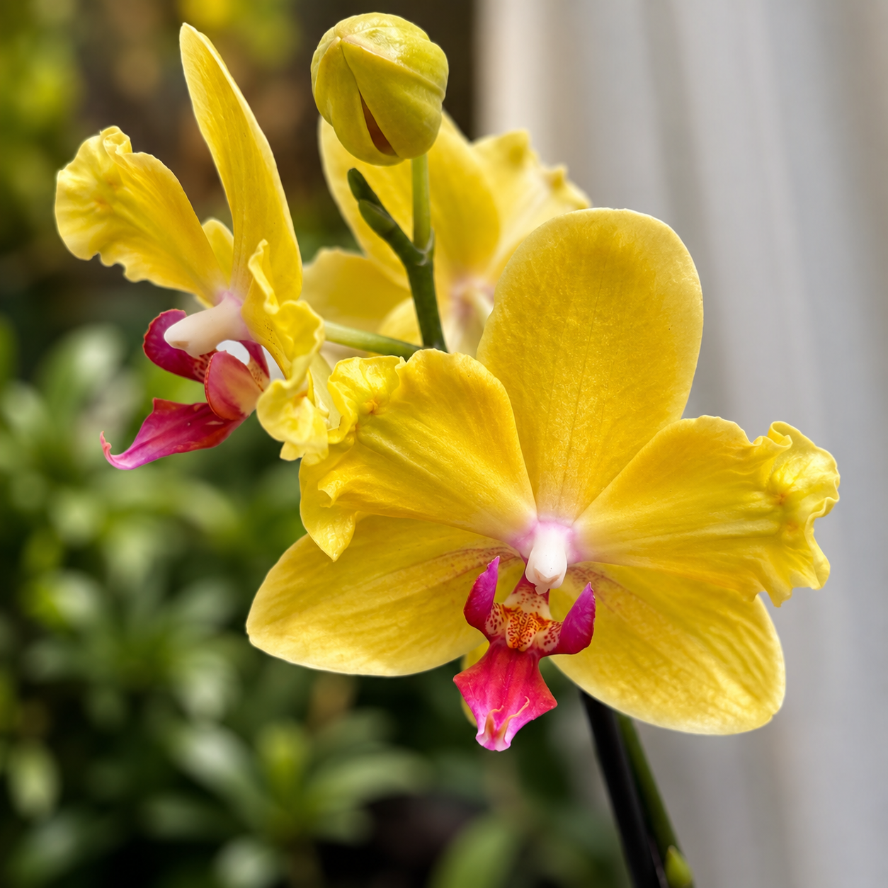 Phalaenopsis Fuller's Sunset (pelorická)