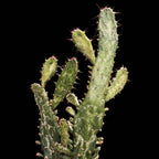 Opuntia Tuna Variegata