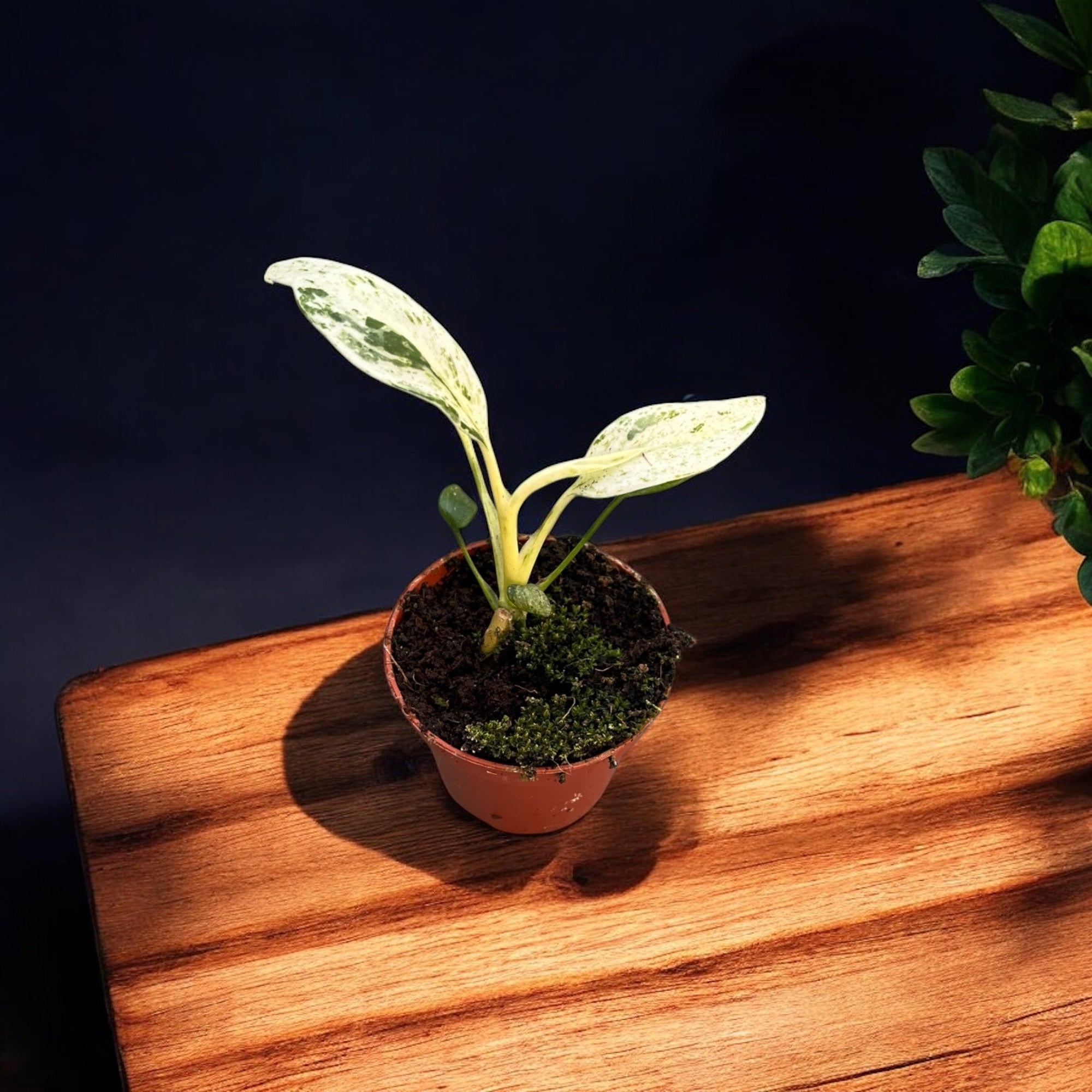 Rhaphidophora puberula 'Variegata' - babyplant