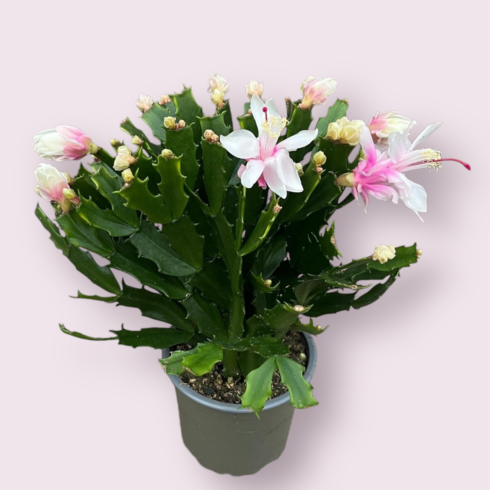 Schlumbergera 'Thor Wild Cactus White' 3pp