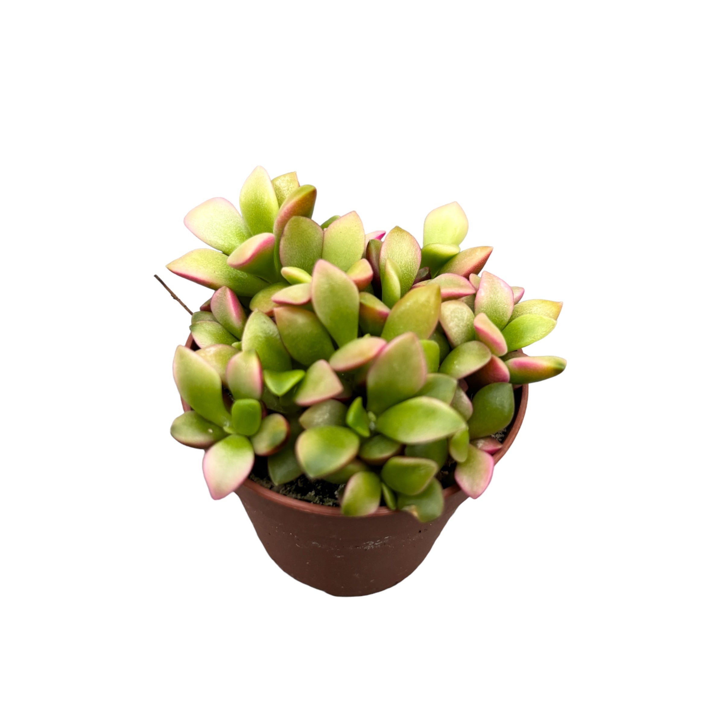 Anacampseros rufescens 'Sunrise'