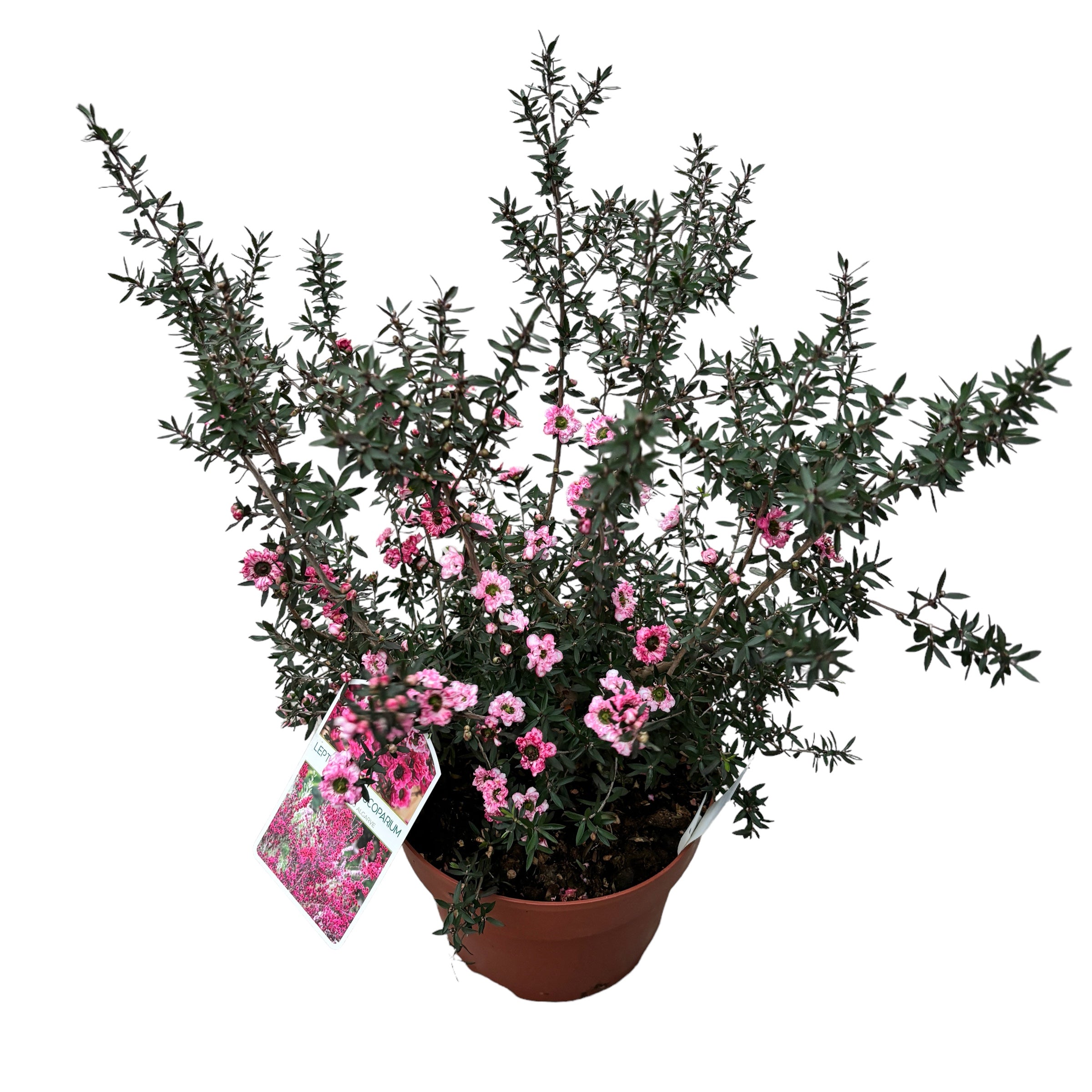 Leptospermum scoparium 'Coral Candy' (Tea Tree, Manuka) - flori duble roz
