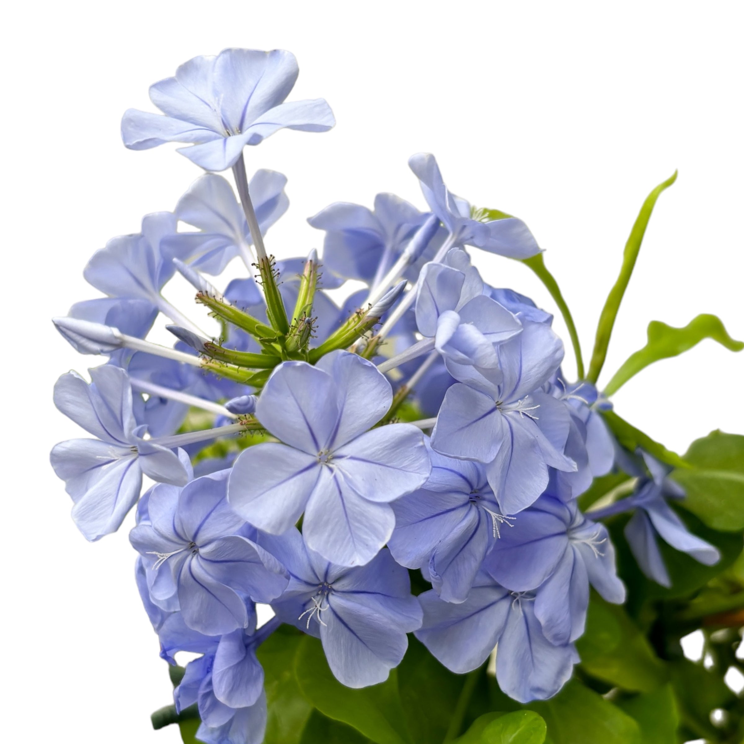 Plumbago auriculata (rakkauskukka)