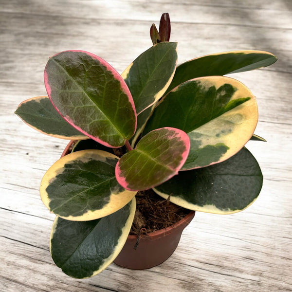 Hoya australis 'Blondie' (white-margined) D12