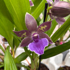 Zygopetalum 'Impasto Blue' - intenzívne voňavé kvety