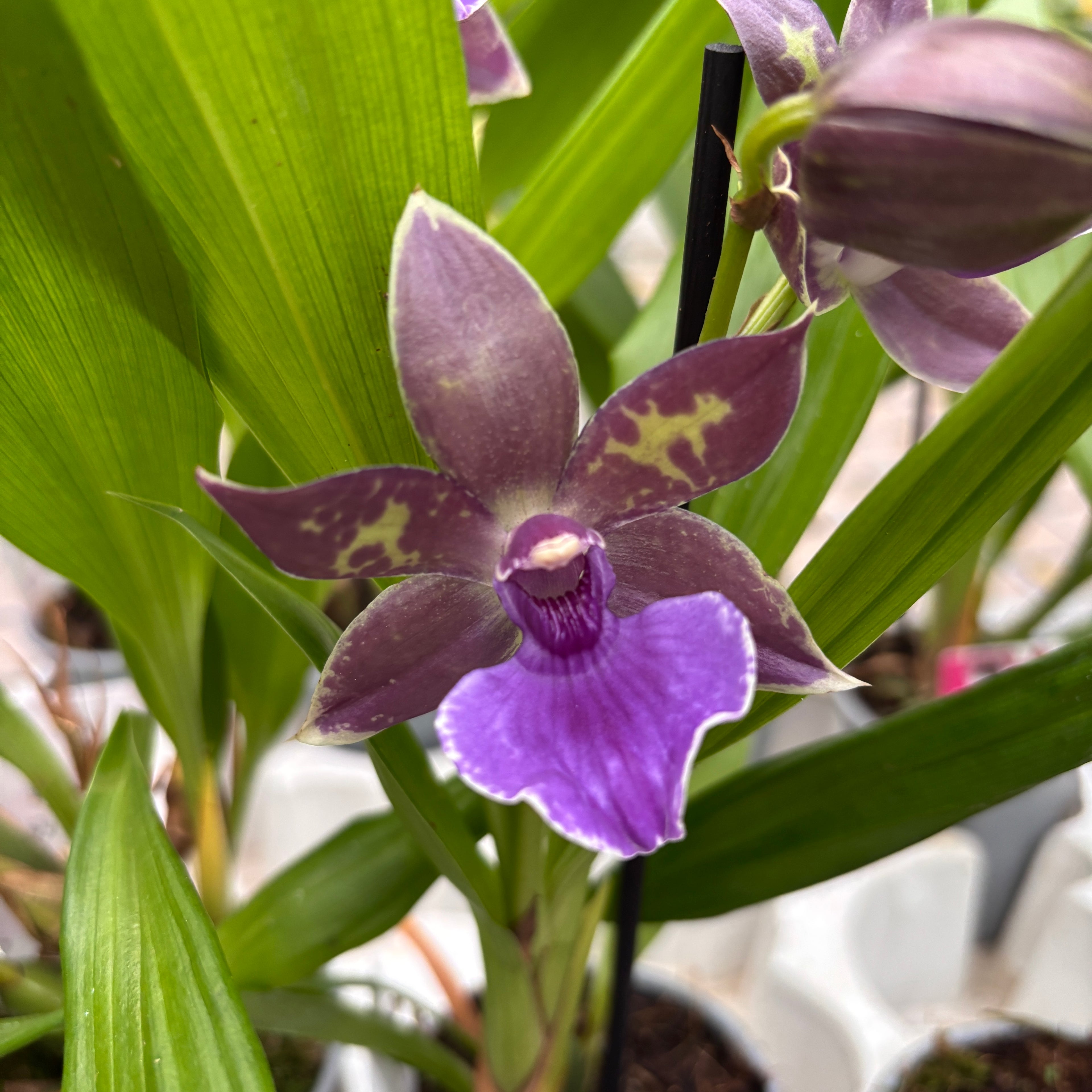 Zygopetalum 'Impasto Blue' - intensiv duftende Blumen
