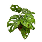 Monstera Adansonii (Philodendron Monkey Mask) D12