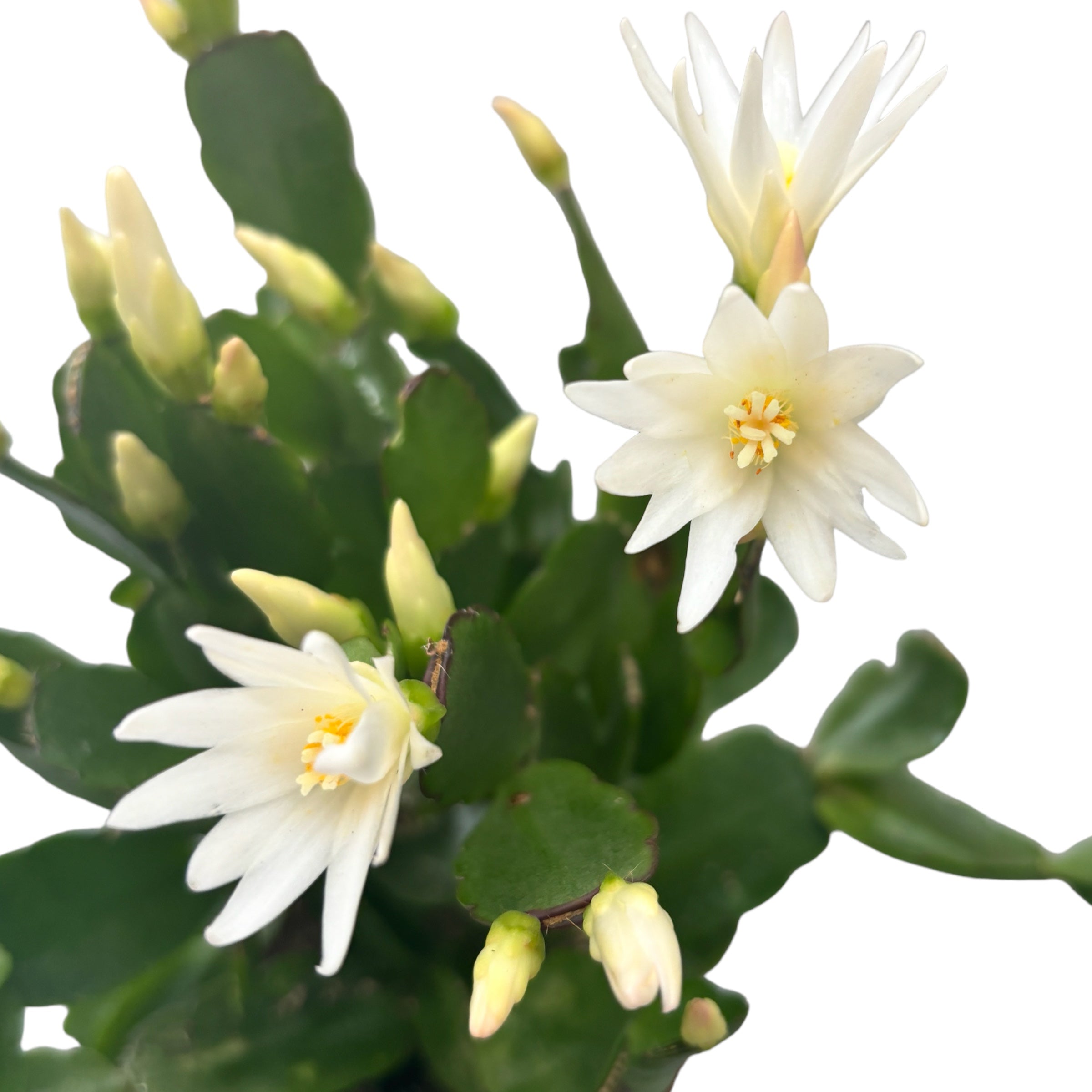 Rhipsalidopsis ‘White Fire’ (floarea pastelui alba)