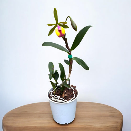 Epicattleya Cacilda Pereira (Epicattleya René Marqués × Cattleya schilleriana) - fragrant