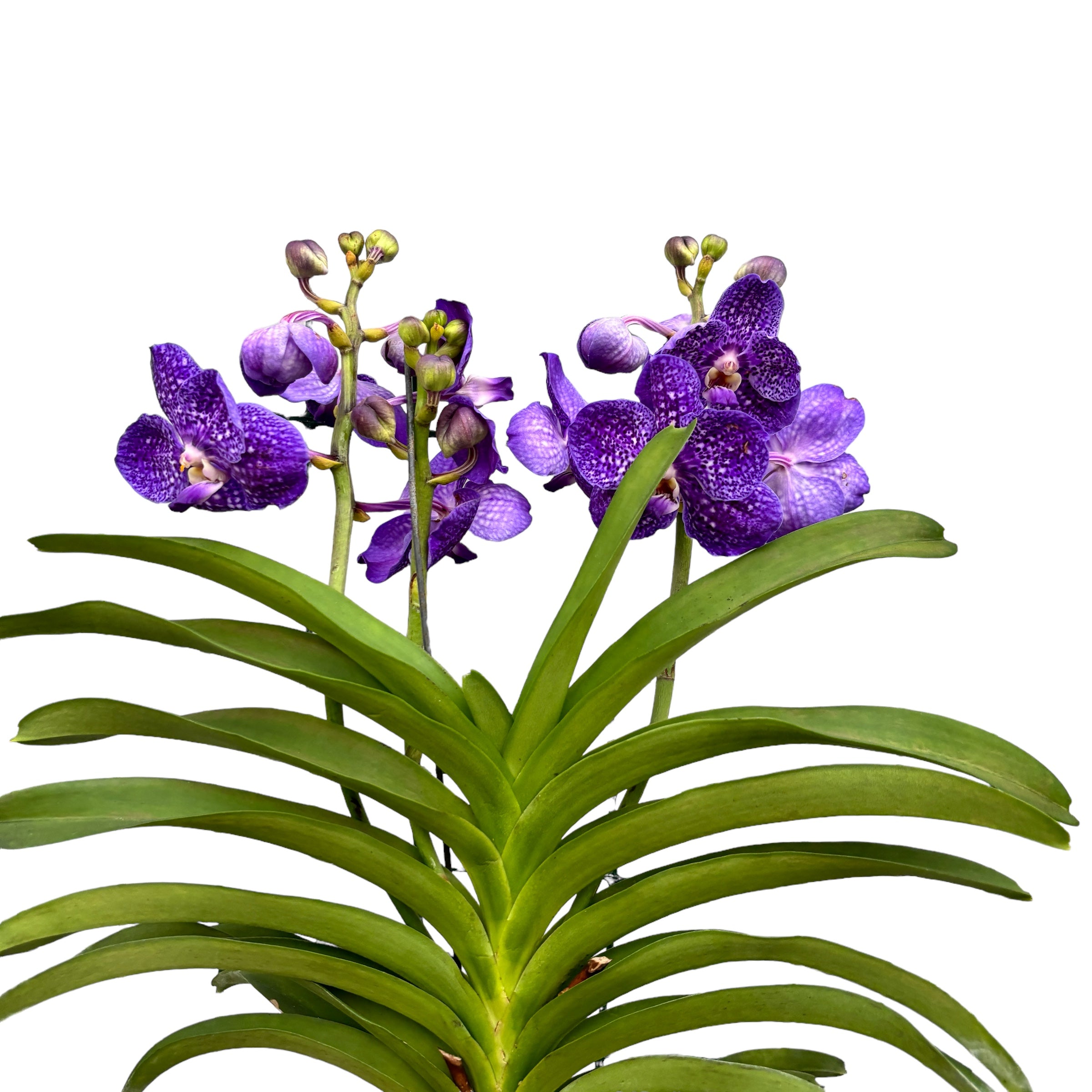 Vanda Tweed Blau (ANSU)
