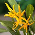 Banfieldara Gold Star (Brassia Anita) duftend