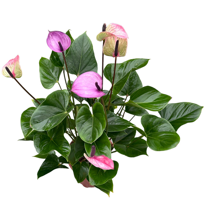 Anthurium 'Purple Love'