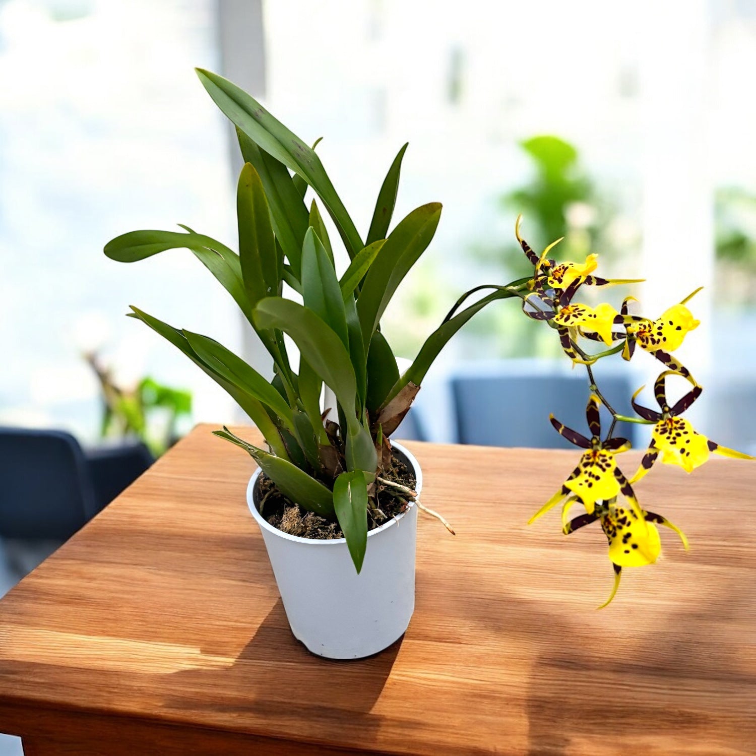 Oncidium (Cyrtocidium) Holm’s Wizard var. #10 (flori intens parfumate)