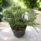 Juniperus squamata ‘Blue Carpet’ - ienupar tarator albastru
