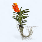 Vanda Natcha Magic Orange (Ansu)