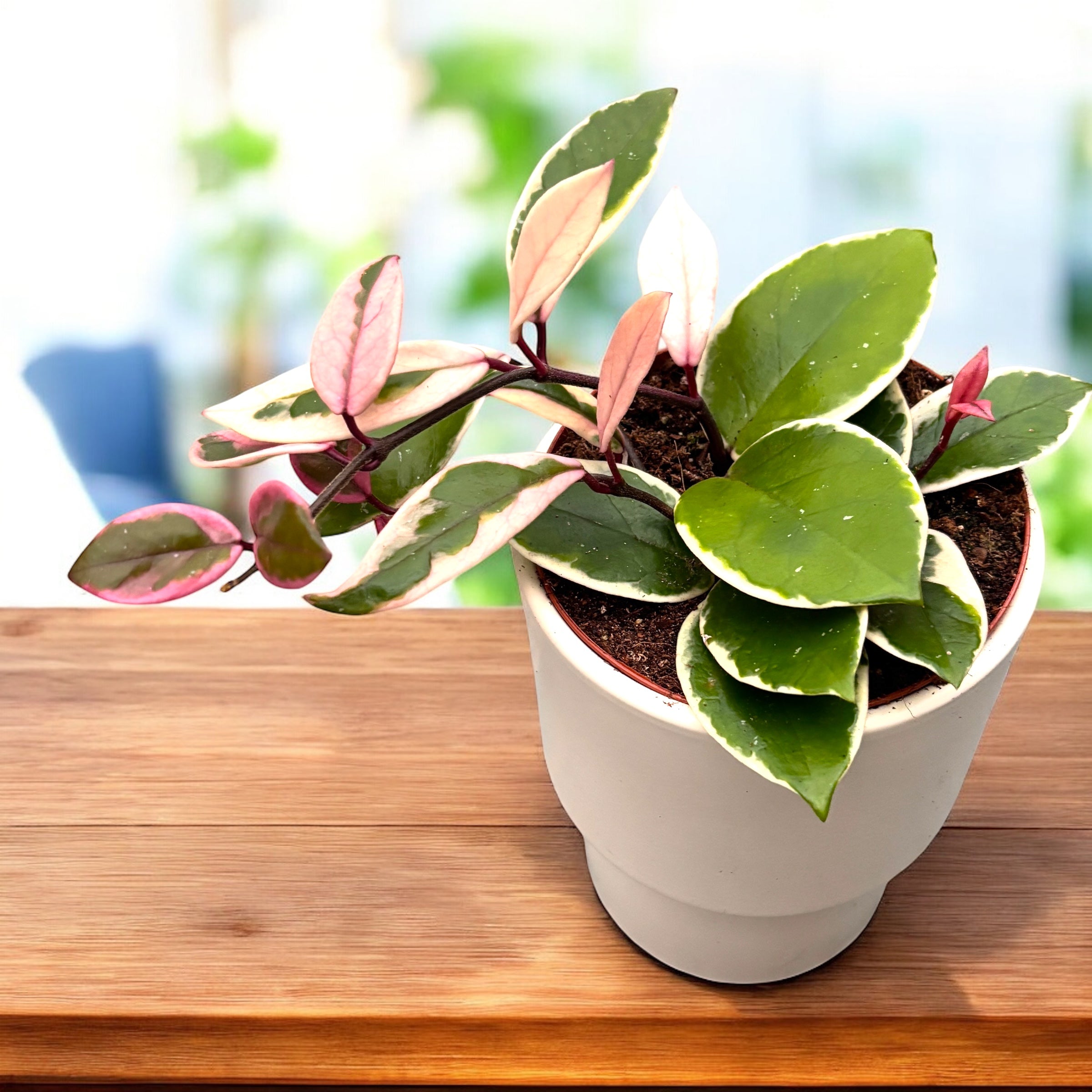 Hoya carnosa 'Flamingo Dream' D12 - frunze variegate si flori parfumate