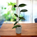 Hoya sp. PNG SV 441 - impresivni cvjetovi