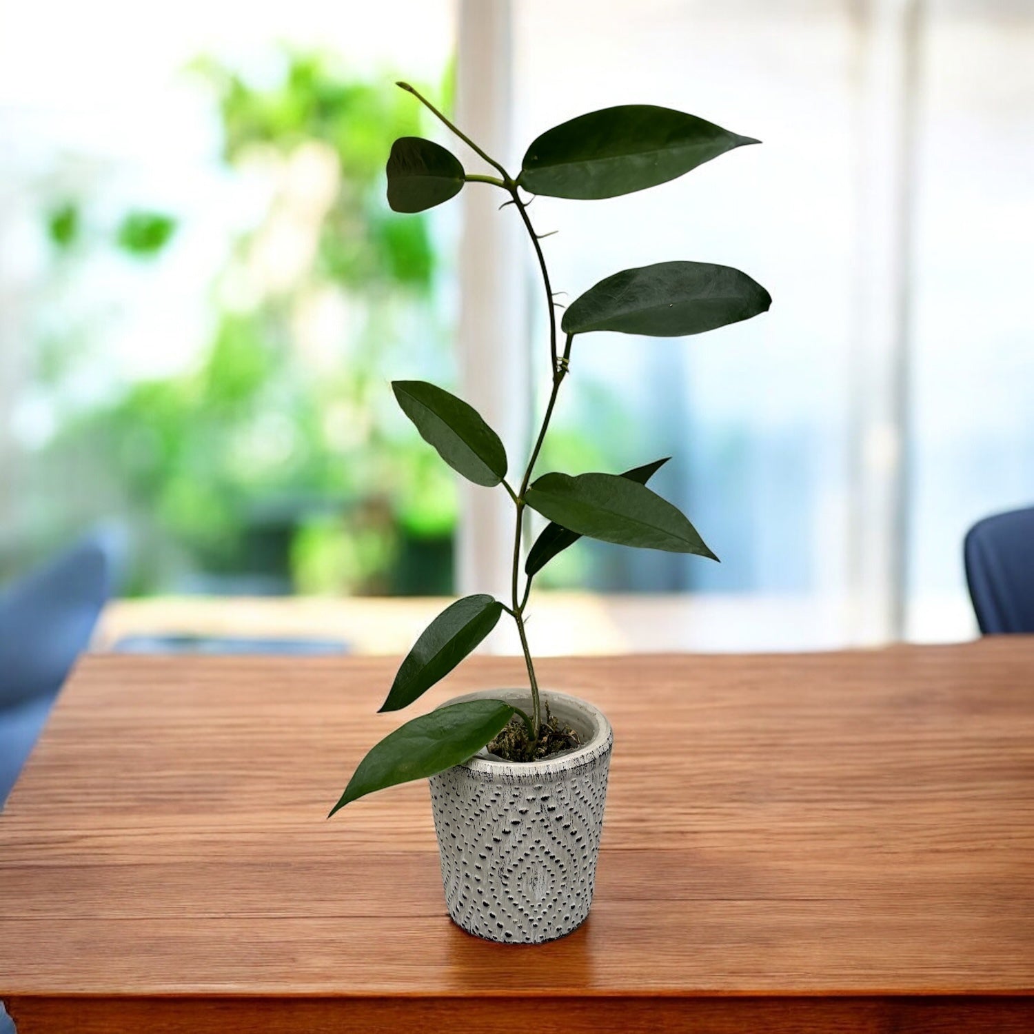 Hoya sp. PNG SV 441 - flori impresionante