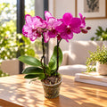 Phalaenopsis Toshi - pièce unique