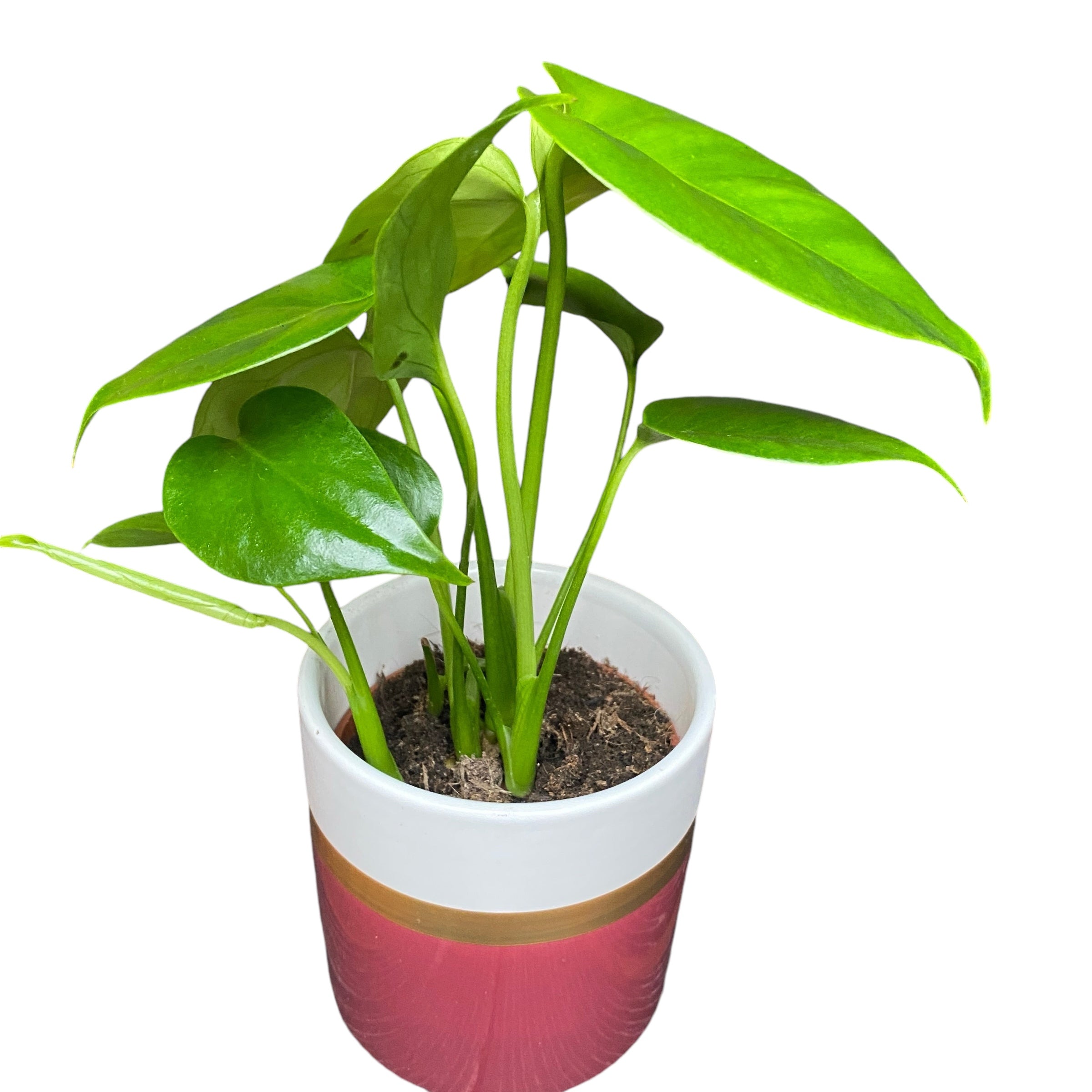 Vas decorativ din ceramica Horizon Bordeaux D12