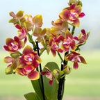 Phalaenopsis Rising Sun - illatos pelóriavirágok