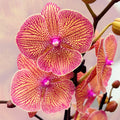 Phalaenopsis Sogo Very Maple (iso huuli)
