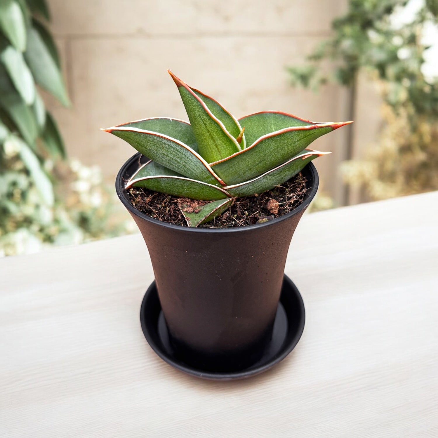 Sansevieria 'Almond Silver'