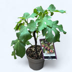 Feigenbaum - Ficus carica 'Bornholm' (beständig bis -30°C) (Bornholms Diamant)