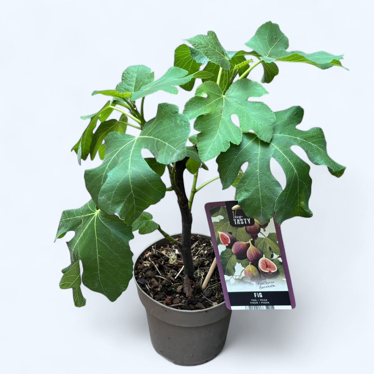 Fikon - Ficus carica 'Bornholm' (tål -30°C) (Bornholms diamant)