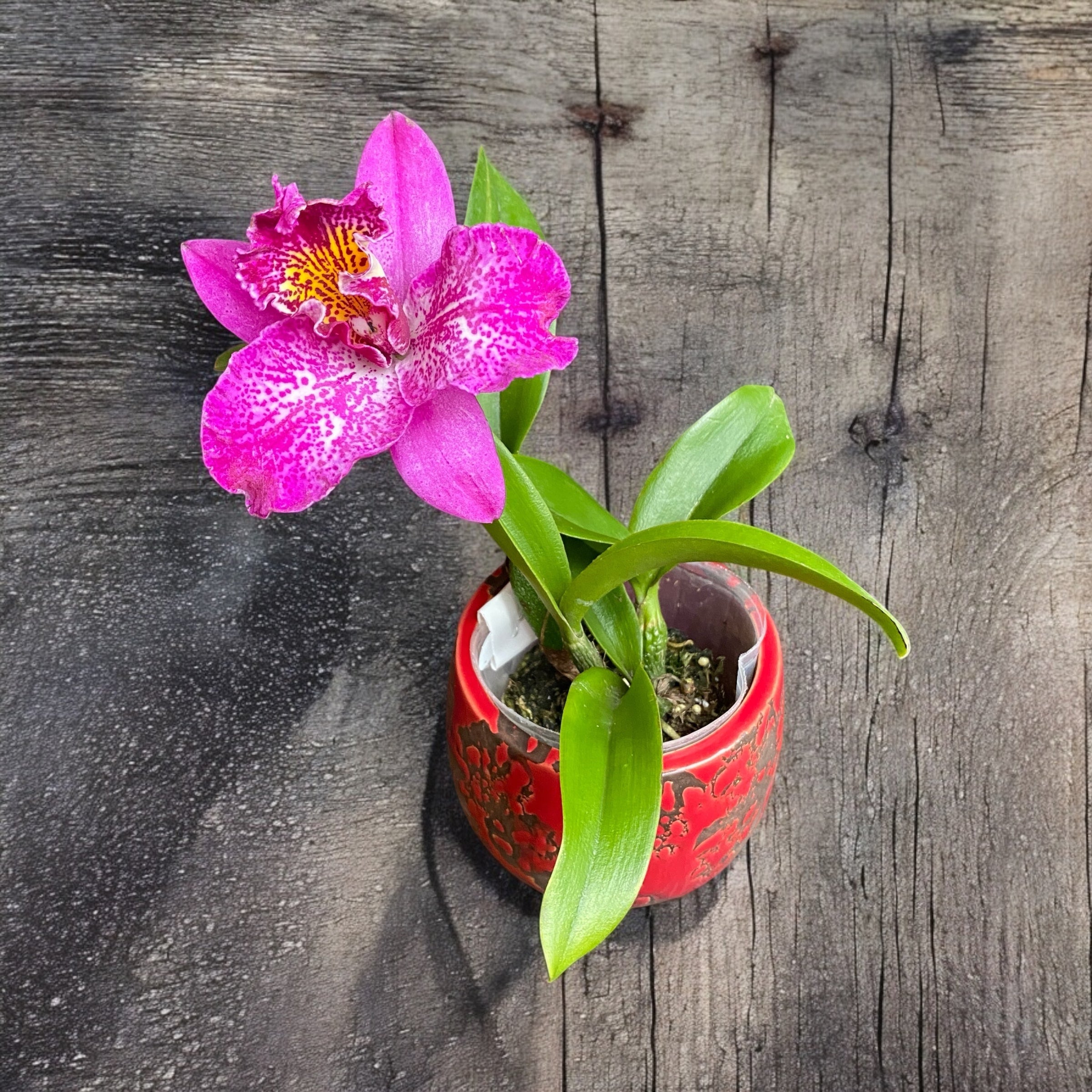 Meloara (Cattleya) Ching Sun Bright Star - parfumata