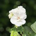 Pelargonium zonale ‘Moonlight® Sailing’ - muscata eleganta cu inflorire bogata