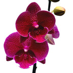 Phalaenopsis Tying Shin Galaxy (Zoja NL) - duża warga