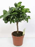 Lamai Meyer - pe picior H55 cm