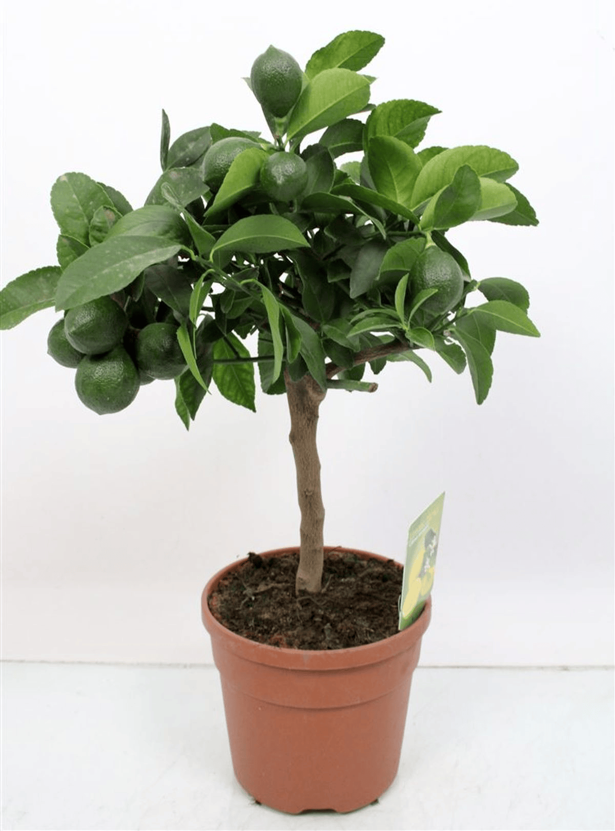 Lamai Meyer - pe picior H55 cm