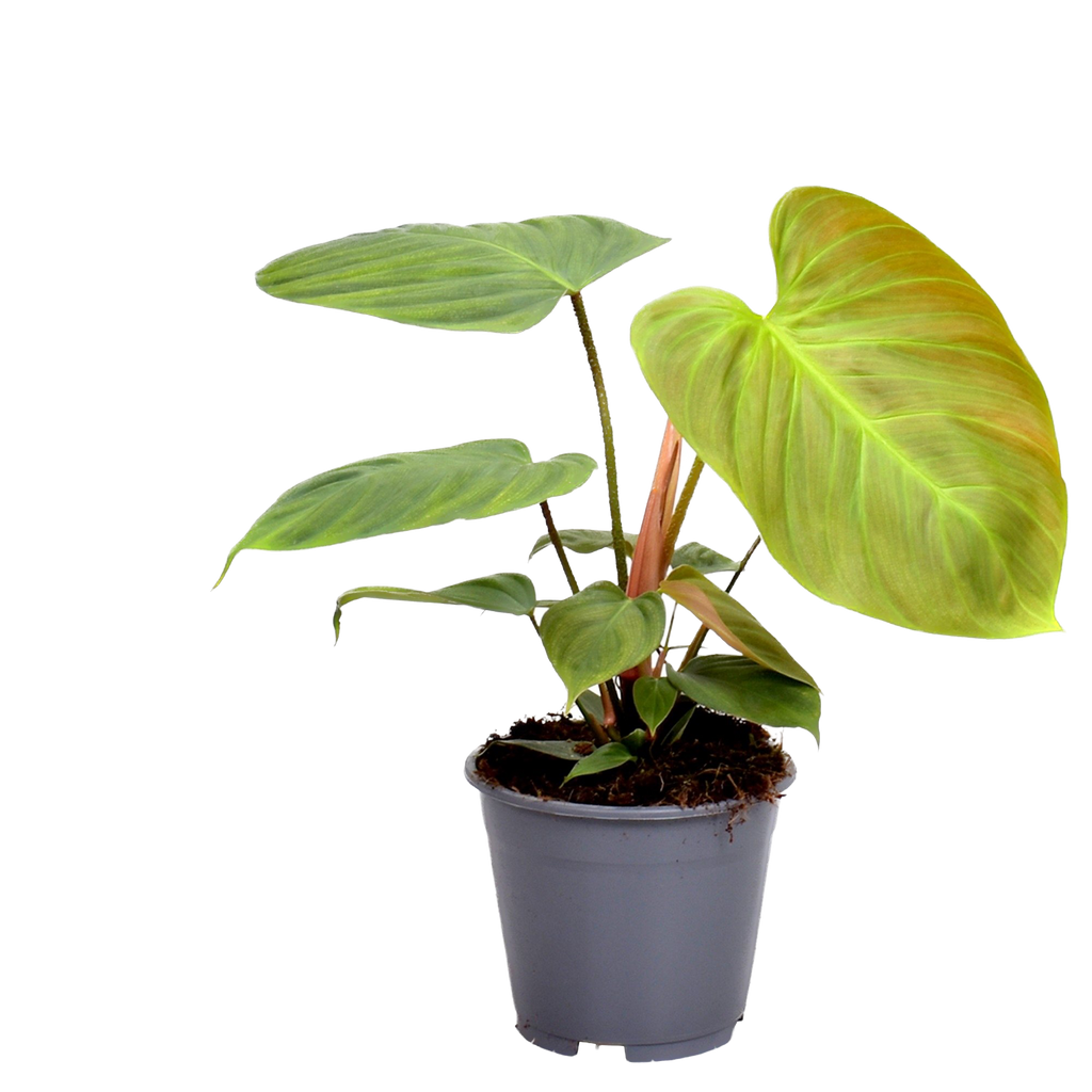 Philodendron nangaritense (Philodendron sp. Fuzzy Petiole) D12