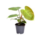 Philodendron nangaritense (Philodendron sp. Fuzzy Petiole) D12