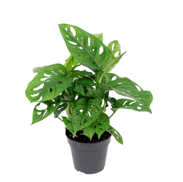 Monstera Adansonii (Philodendron Monkey Mask) 2-3 plants/pot