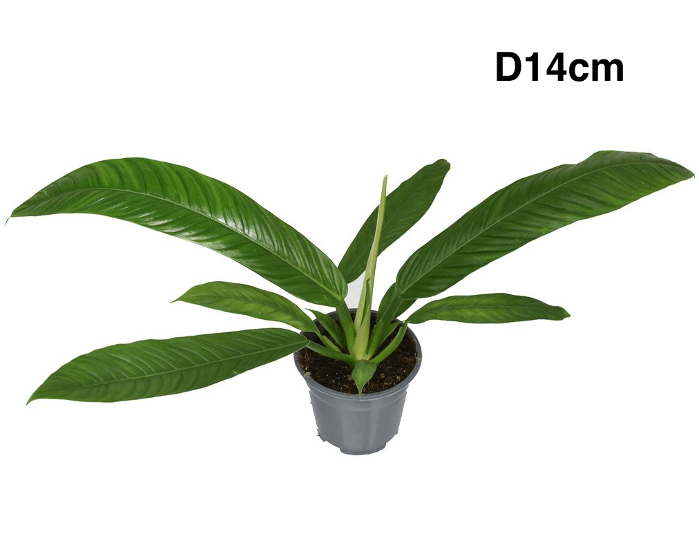 Philodendron campii 'Lynette'