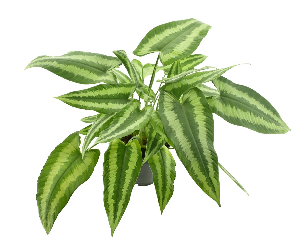 Schismatoglottis wallichii 3pp