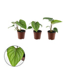 Philodendron mamei D7