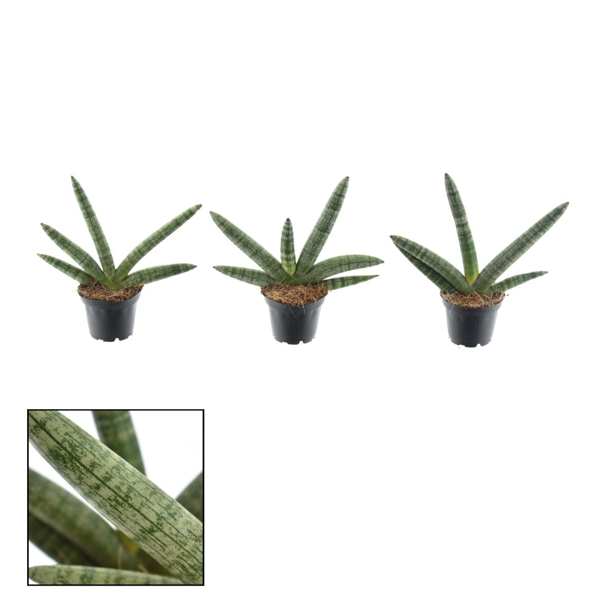 Sansevieria cylindrica 'Skyline' D7