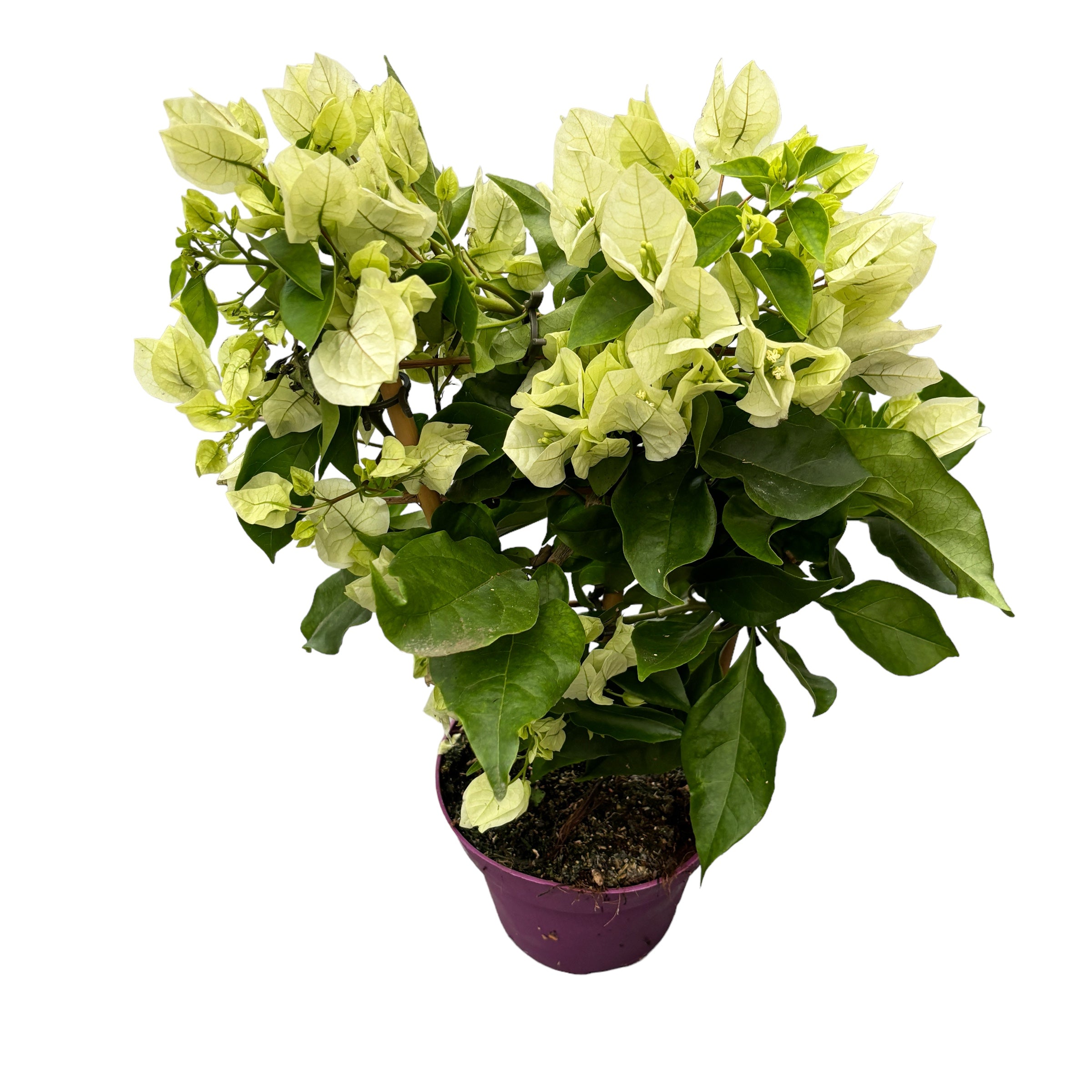 Bougainvillea 'Vera White’- Floarea de hartie alba