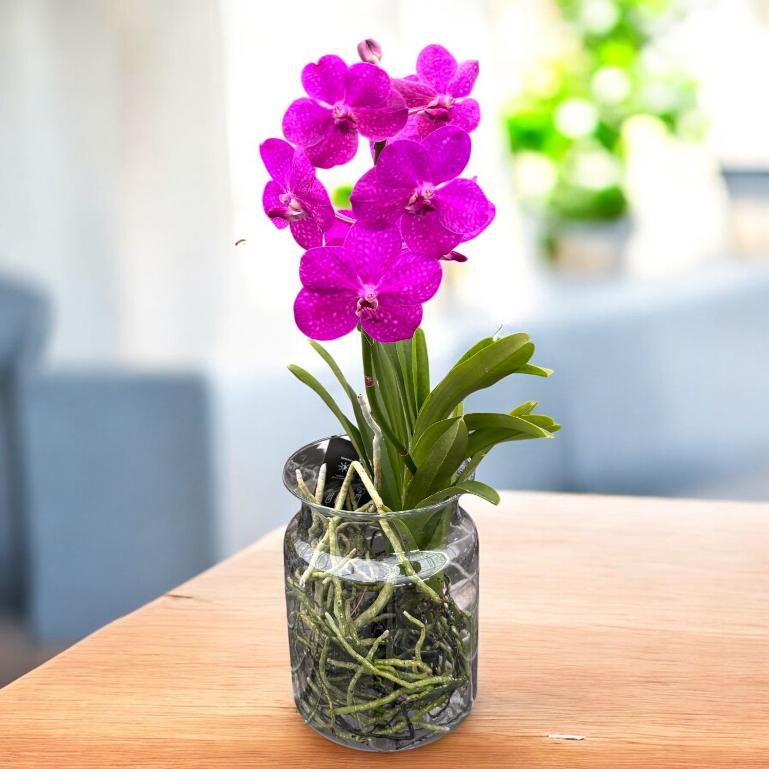 Vanda TAYANEE Cerise in vas