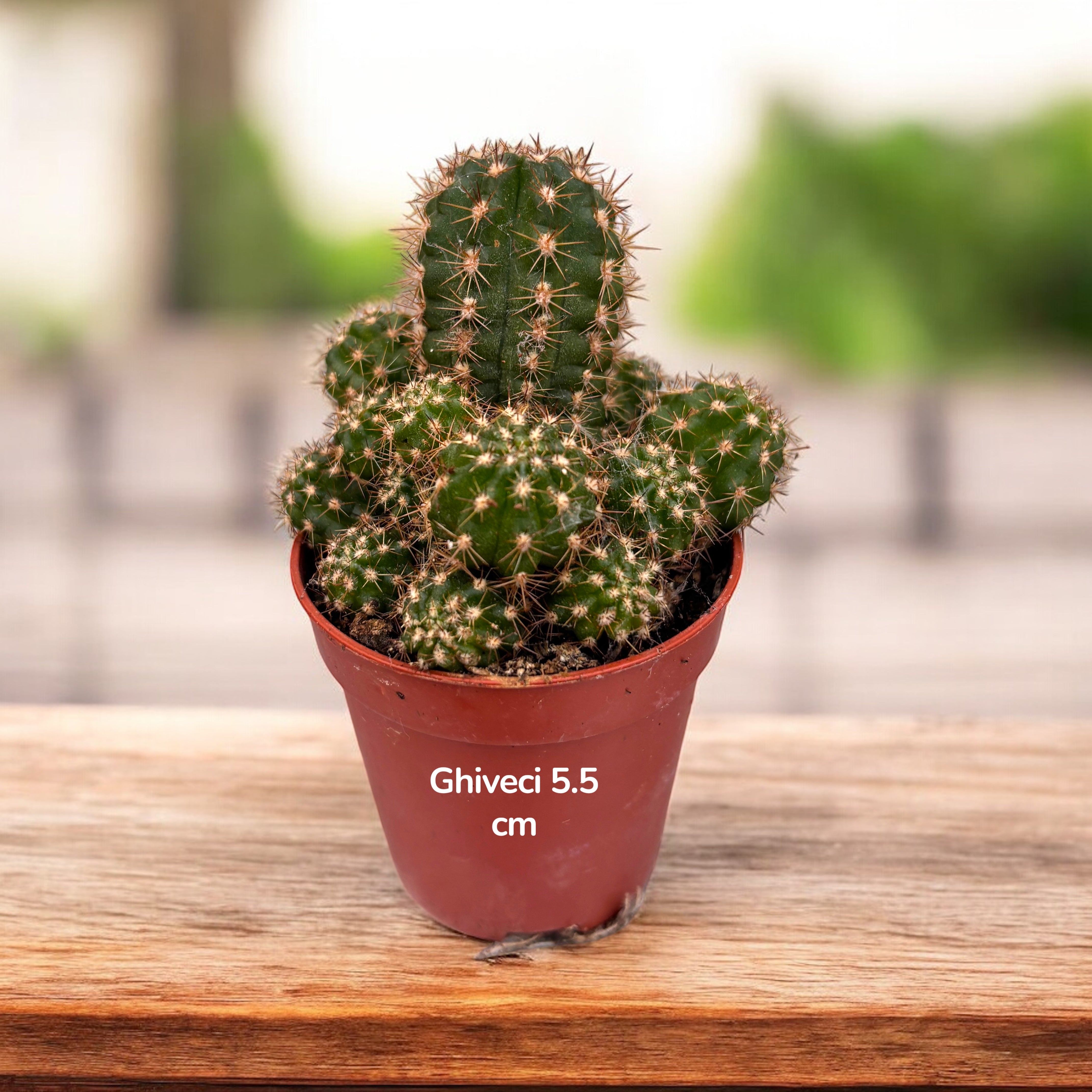 DECORTÉ Wildflower Wonderland 2x18g Chamaecereus silvestrii hybrid 'Ubink Red' – Secret Garden Plant Shop