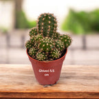 Chamaecereus silvestrii hybrid ‘Ubink Red'