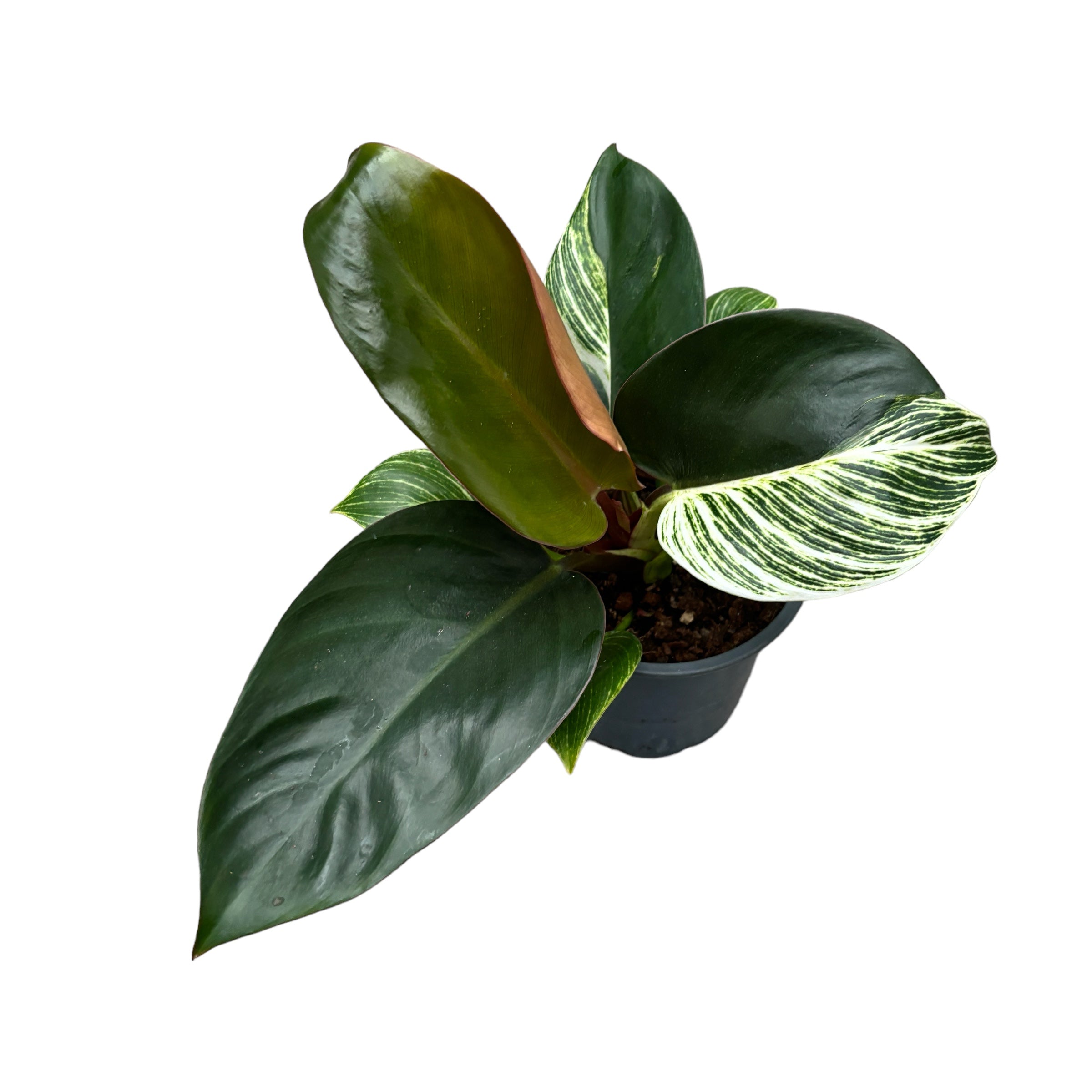 Philodendron Birkin (mutatie)