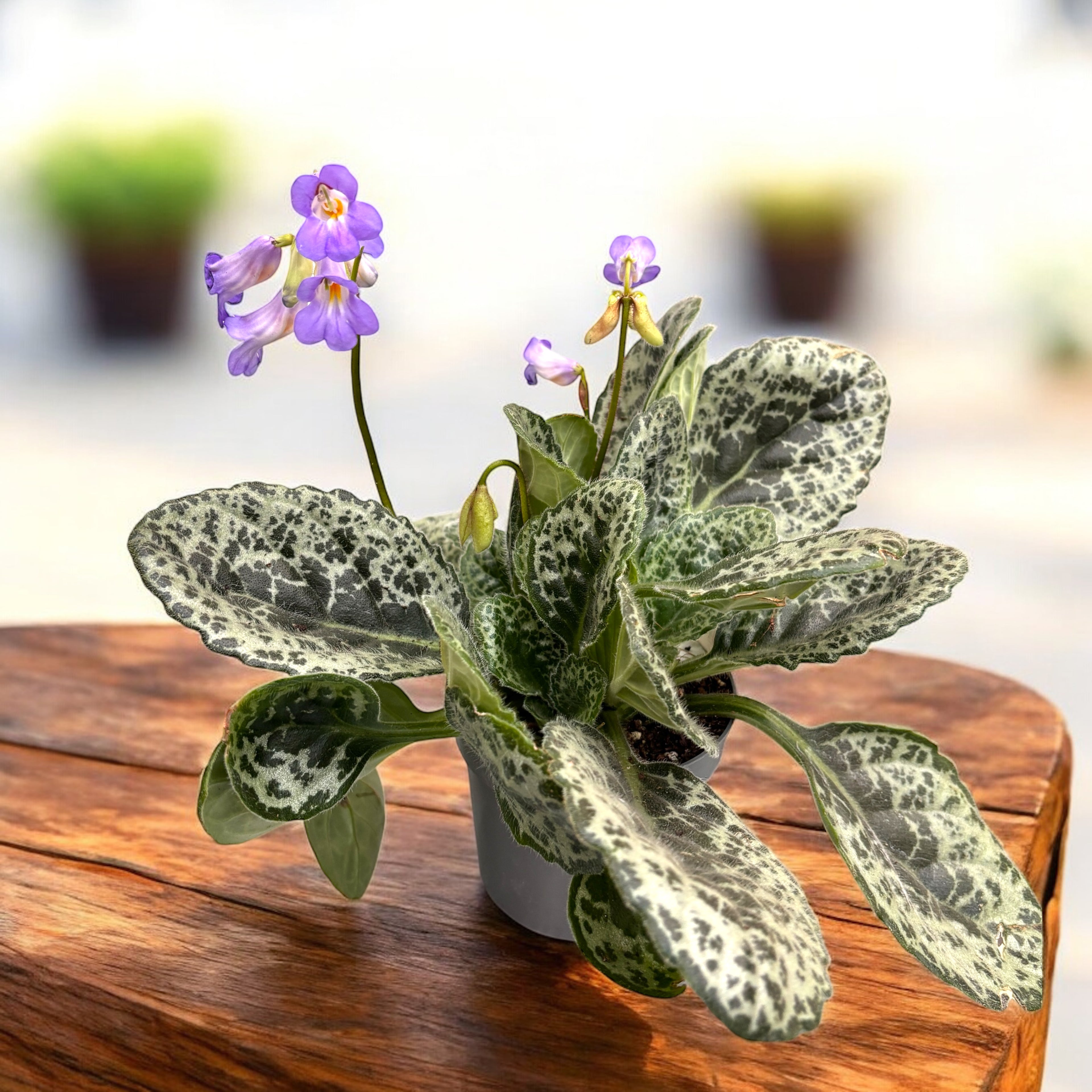Streptocarpus 'Pretty turtle'