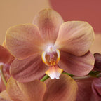 Phalaenopsis Monaco
