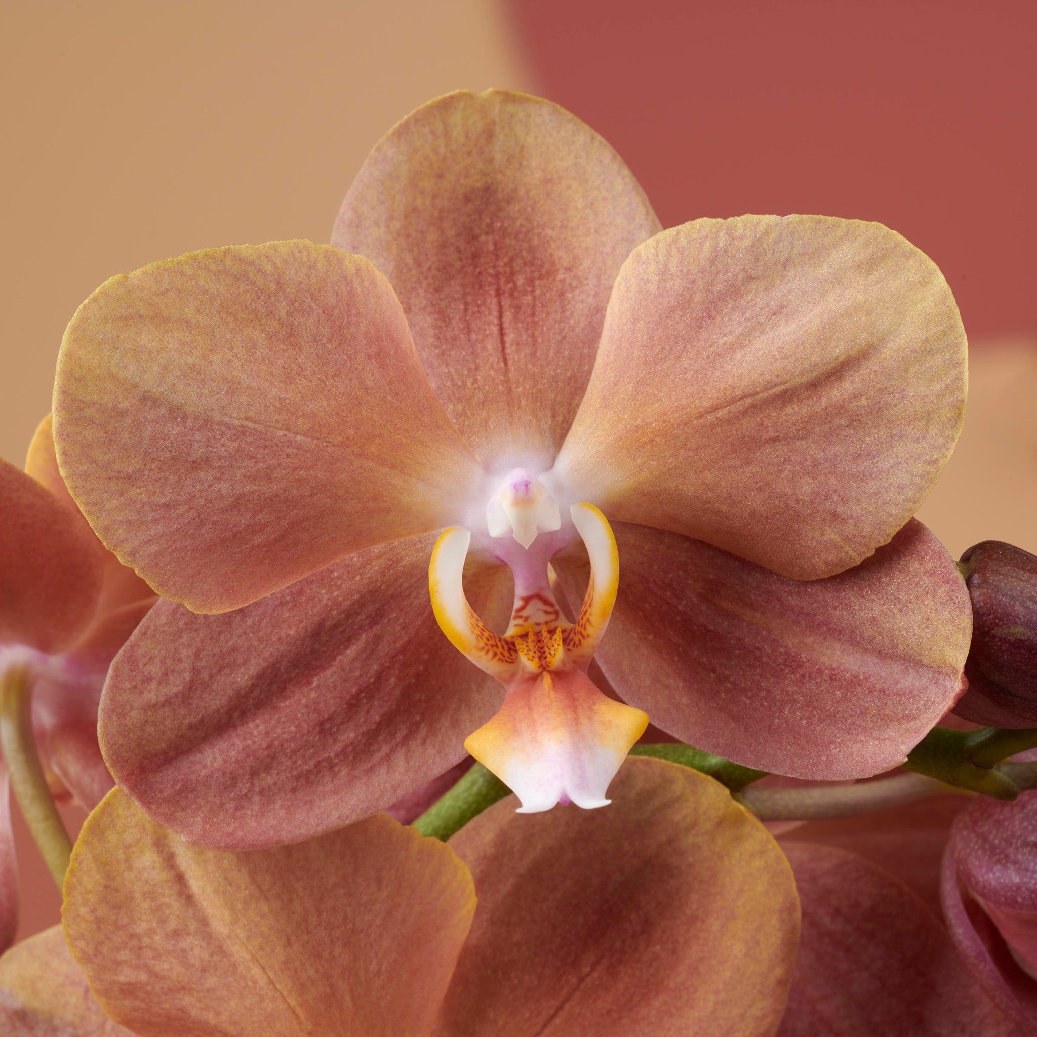 Phalaenopsis Monaco